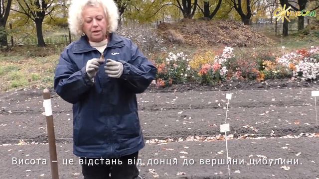Осінь – час висаджувати нарциси смотреть онлайн