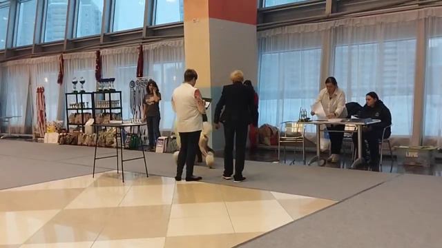 Казань.28.01.24.Пудели. эксперт Седых. ч.1 смотреть онлайн