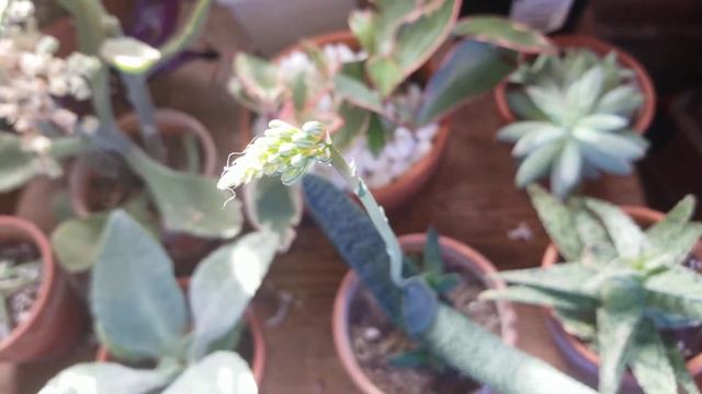 My Gasteria Has Flower Buds смотреть онлайн