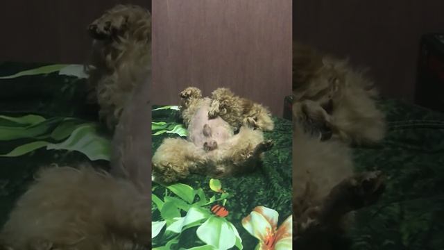 Прерванный собачий сон. Смотреть до конца!???