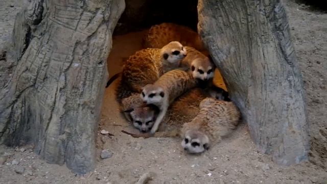 [720p]Samsung.NX11.동영상.페이드인아웃적용.MP4 смотреть онлайн