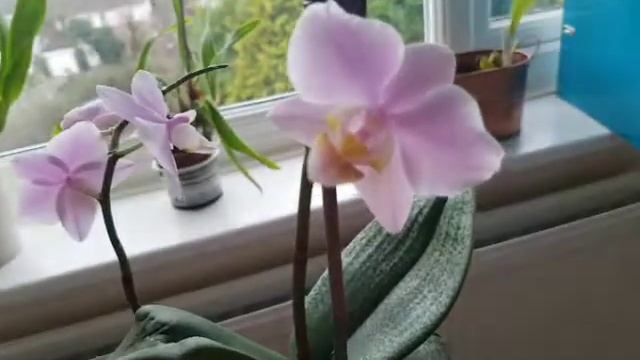 Phalaenopsis Schilleriana X Phalaenopsis Cassandra