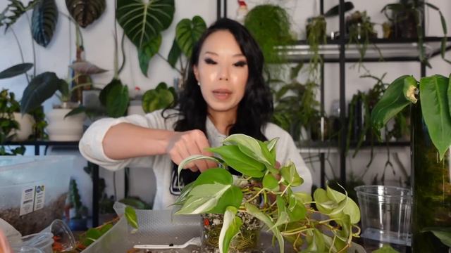 Let's talk plant community etiquette 🤔 repot & chat смотреть онлайн