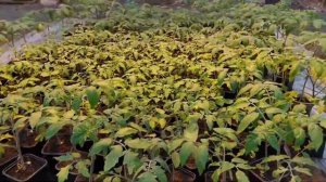 Пролил рассаду томата Цирконом  стимулятор роста и корнеобразователь ! Каков эффект?