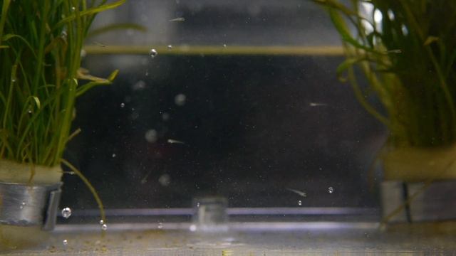 How To Breed Celestial Pearl Danios: A True Walkthrough смотреть онлайн