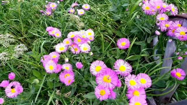 Beautiful Ice Plant Flowers | Pigface Flowers смотреть онлайн