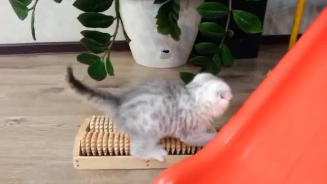 Шотландские котята играют Scotland cat play смотреть онлайн