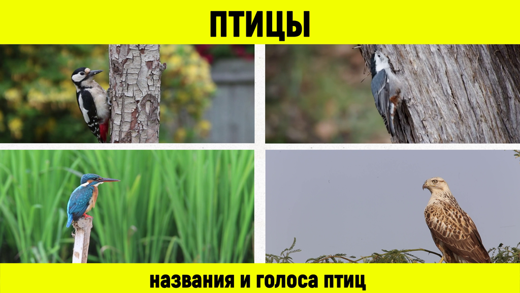 Птицы. Названия и голоса птиц. смотреть онлайн