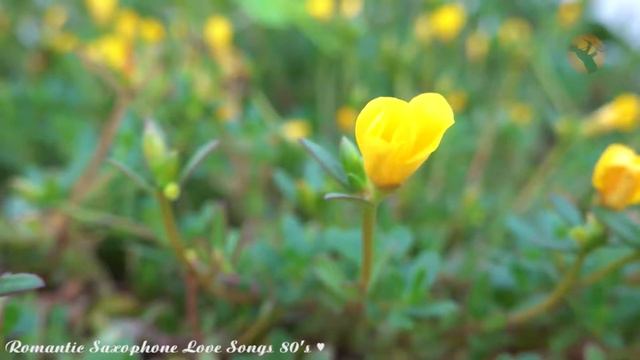 Most Old Beautiful Love Songs 80's 90's ♫ Best Romantic Saxophone Love Songs смотреть онлайн