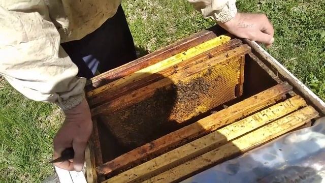 Лучший способ борьбы с клещом варроа _ "бензин". Как убить клеща в расплоде весной! смотреть онлайн