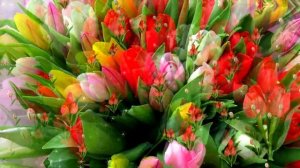 Видеофон!!! Сказочные тюльпаны - футаж!!!