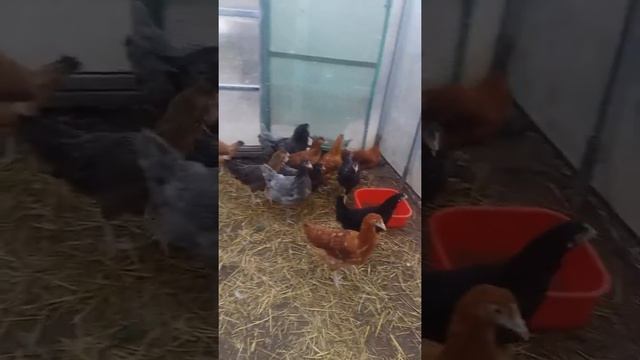 Кросс Чешский Доминант - молодки учатся заходить на ночь в курятник смотреть онлайн