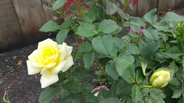Rose Elina смотреть онлайн