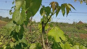 летние прививки грецкого ореха