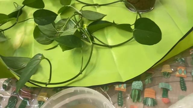 Пересадка Монстра ( Монстеры) ? «102» смотреть онлайн