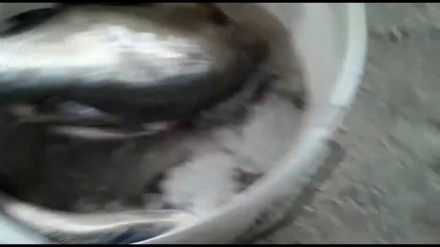 ДОН октябрь ЛЕЩ смотреть онлайн