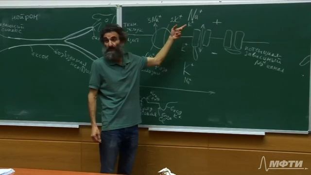 Лекция 9. Потенциал действия. Возбудимая мембрана. Окштейн И.Л., МФТИ смотреть онлайн