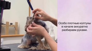 Как распутать колтуны у собаки