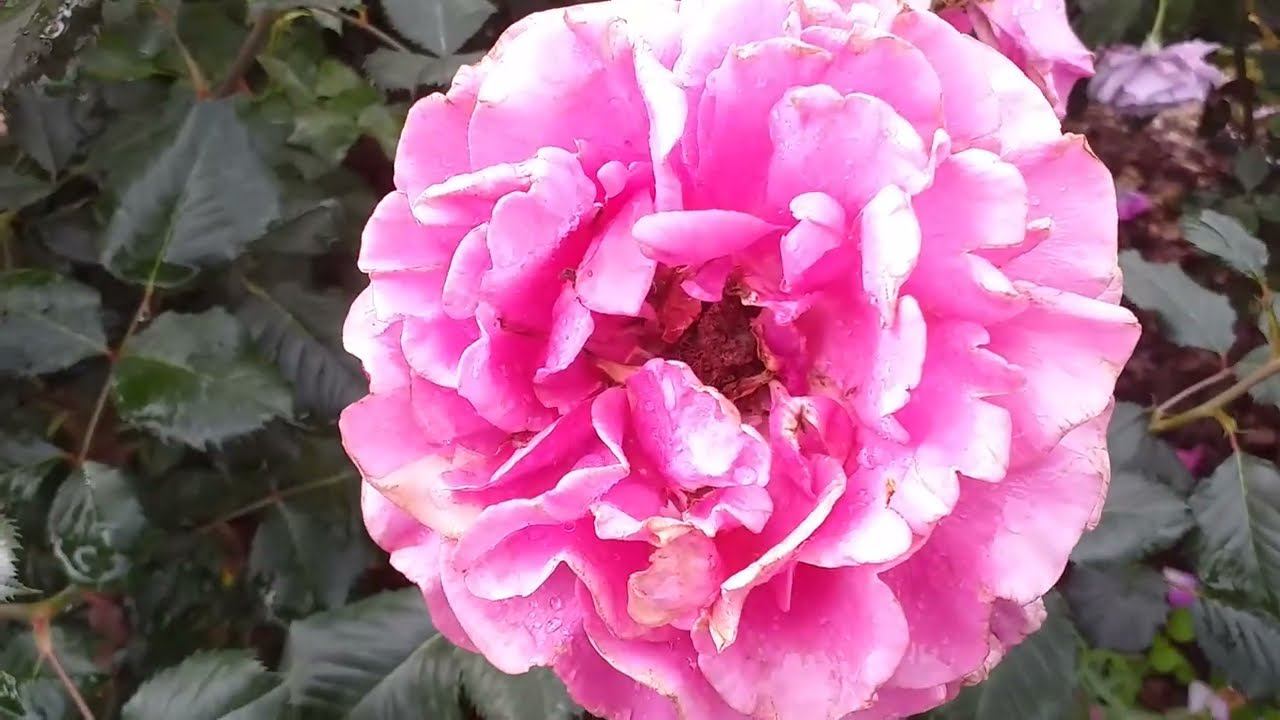 Розарий ПЕРЕХОДНЫЙ. Летняя съемка 12 июля смотреть онлайн