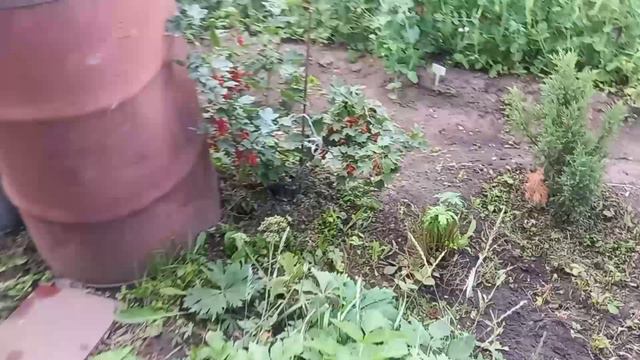Сделали рентген,что дальше/Приехали на дачу/Обход участка/Шикарные розы. смотреть онлайн