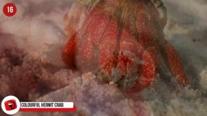 Most COLORFUL Sea Creatures