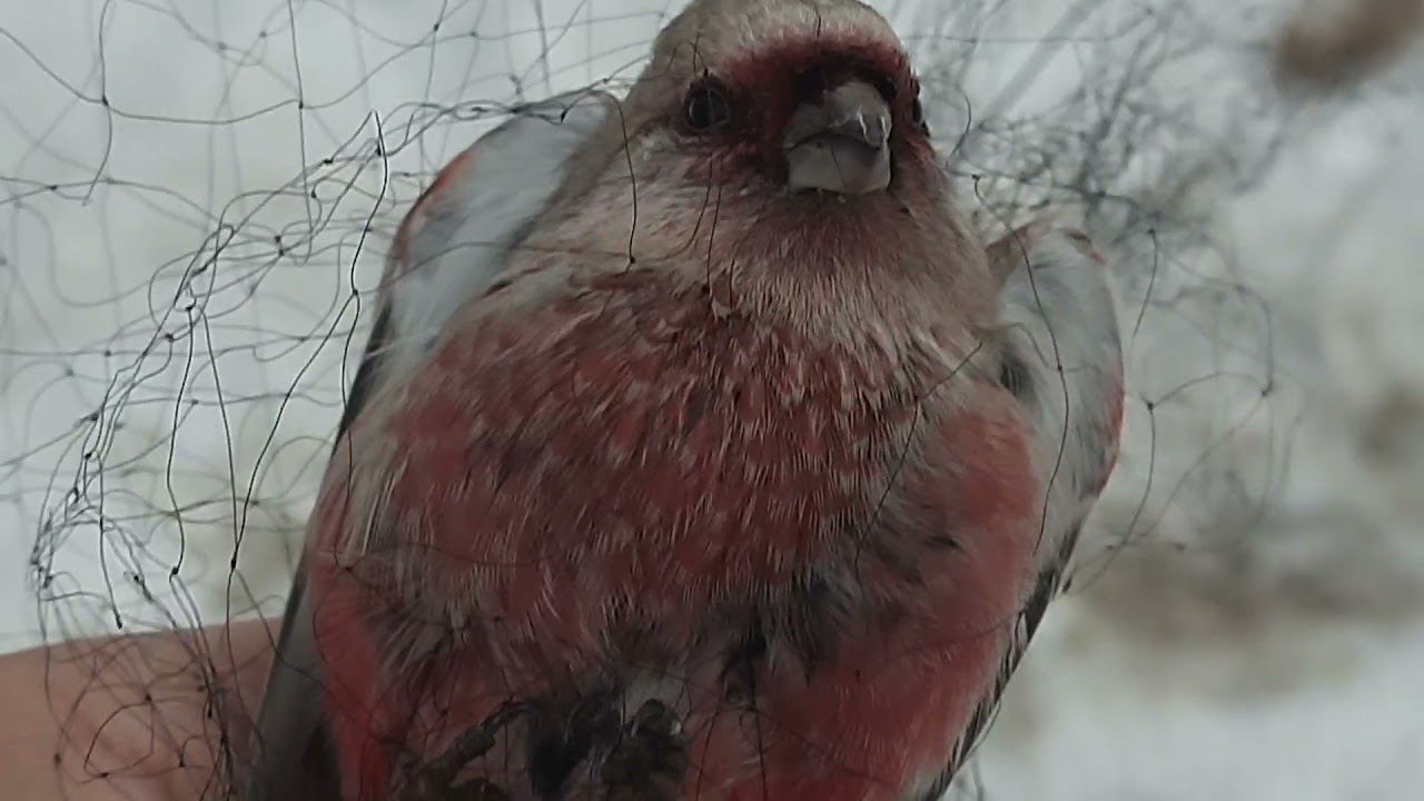 Ловля птиц 19.12.2021 год смотреть онлайн