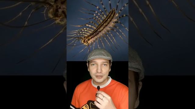 Увидев эту букашку дома, не вздумай ее давить #shorts смотреть онлайн