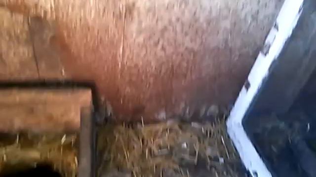 Квочка мамка смотреть онлайн