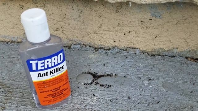 Terro Ant Killer - Time Lapse Of 18 Minutes Summer Ant Problem