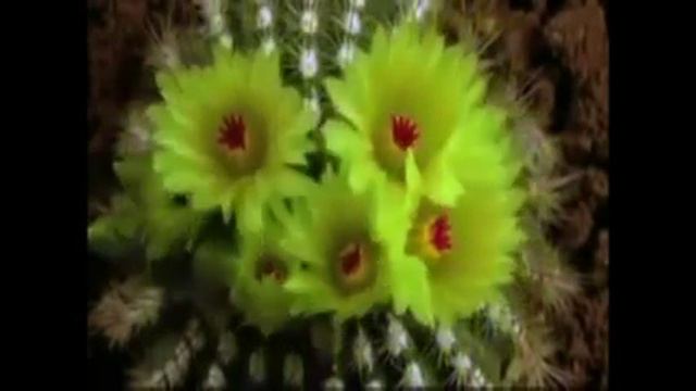 Красивое поздравление с 8 марта