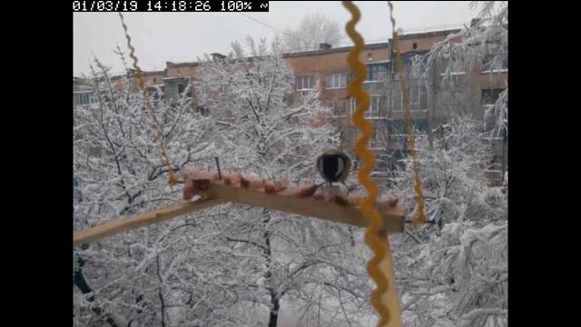 Трансляция кормушки для синичек / Live birds feeder смотреть онлайн