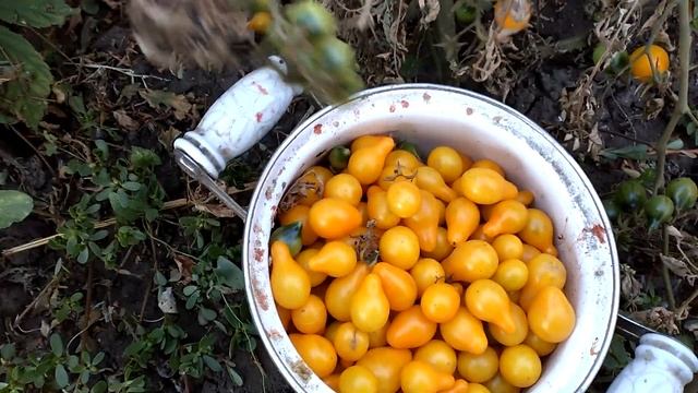 Самый усыпучий сорт томата, похож на лампочки смотреть онлайн