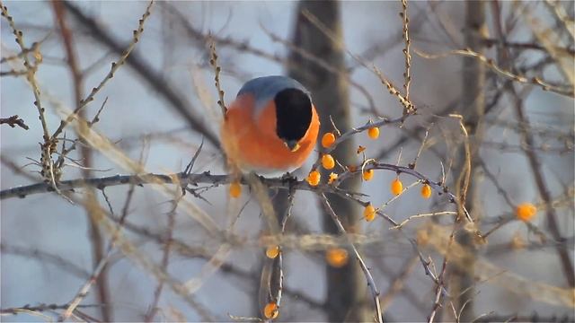 Футажи. Птицы. Снегирь_4 смотреть онлайн