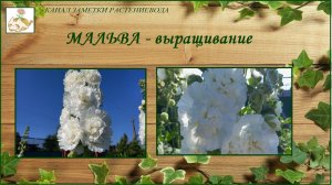 Мальва, шток-роза - выращивание из семян, от посева до цветения