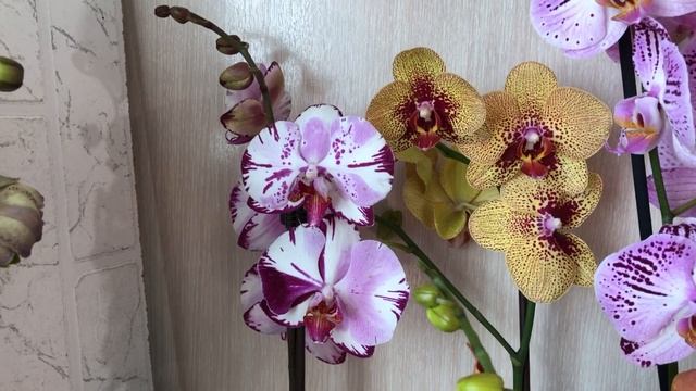 Продажа сортовых орхидей 20.08.2019 БАБОЧКИ!!! Пират Пикоти, Чармер, Меджик арт, Ванды, Ховеара смотреть онлайн