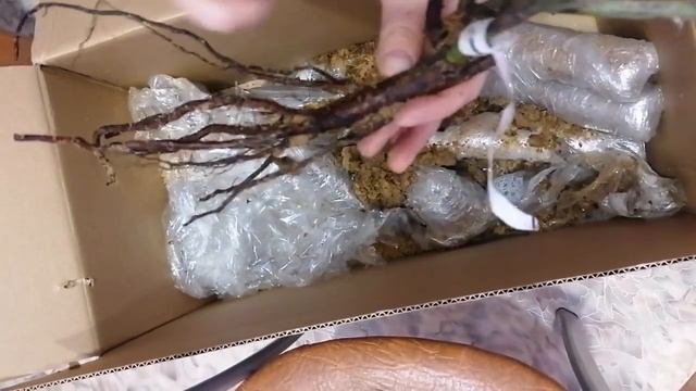 Последняя в этом году?%!?? Обзор саженцев роз от Татьяны Козиной.??? #розыоткозиной#саженцыроз смотреть онлайн