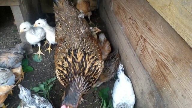 Когда курица-квочка начнёт нестись?! смотреть онлайн