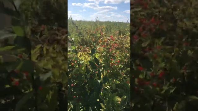 Саженцы жимолости татарской смотреть онлайн