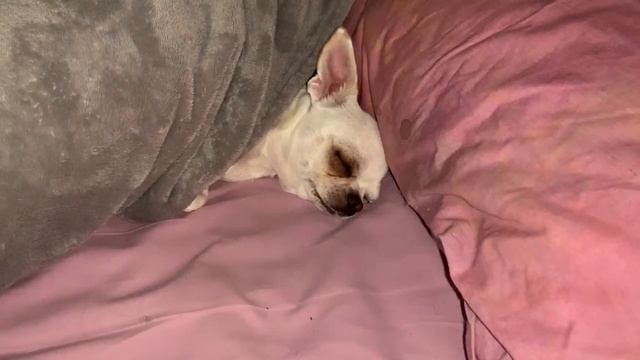 Всем спокойной ночи и прекрасных снов. смотреть онлайн