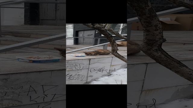 Кормил ученого кота! смотреть онлайн