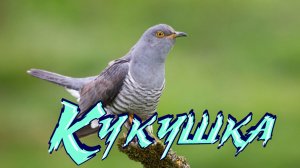 Кукушка  Cuckoo