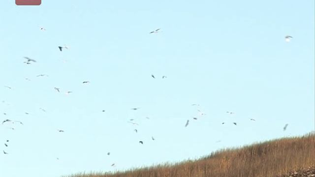 В правительстве региона говорили об экологической безопасности Великого Новгорода смотреть онлайн