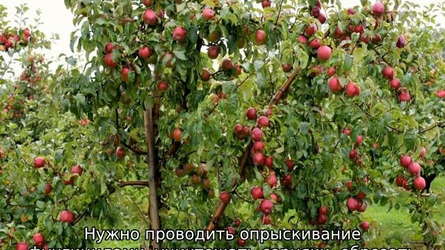 Почему не растет яблоня (что делать) смотреть онлайн