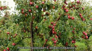 Почему не растет яблоня (что делать)
