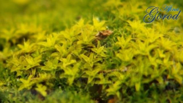 Что такое мох? Строение, размножение, применение и многое другое.