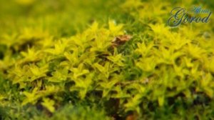 Что такое мох? Строение, размножение, применение и многое другое.