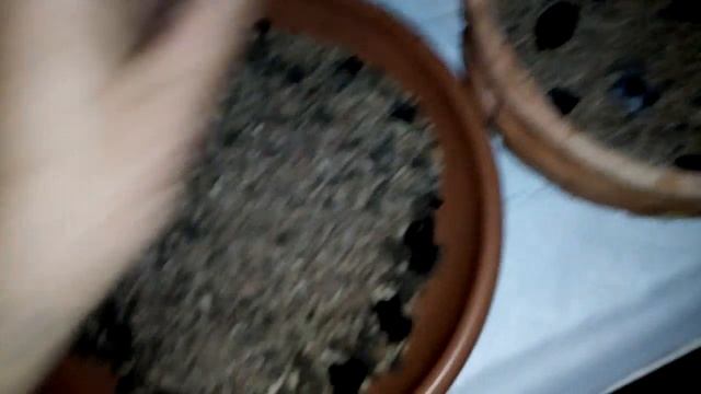 Кактусы Голландские! Начинаем новую жизнь! смотреть онлайн