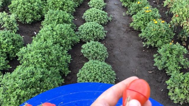 Этот томат останется на вашей грядке навсегда. ЧИО ЧИО САН. смотреть онлайн