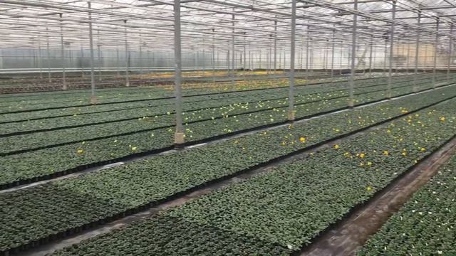 Violen van kwekerij Sikkes смотреть онлайн