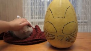 КОТ МАЛЫШ и ТЫКВА на ХЭЛЛОУИН l КРОЛИК БАФФИ и Halloween l Кошечка МУРКА и Хеллоуин стайл